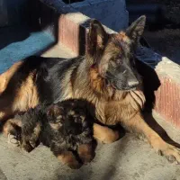 سگ ژرمن شپهرد ماده اصیل سه ساله ابستن