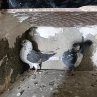 کفتر پرشی|پرنده|مشکین‌دشت, |دیوار