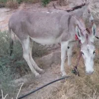 الاغ ماده به همراه کره الاغ