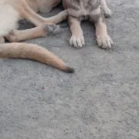 توله پژدر