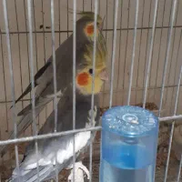 عروس هلندی