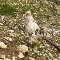 خروس سلطان