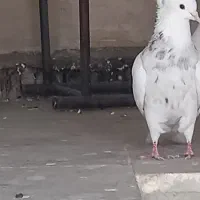 کبوتر طوقی غریب گیری|پرنده|نورآباد, |دیوار