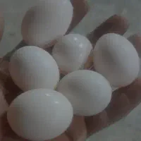 تخم کفتر کبوتر مفت نطفه دار قوی تمیز تازه معاوضه
