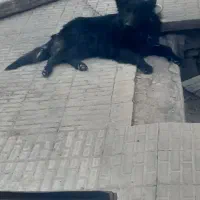واگذاری ژرمن بلک