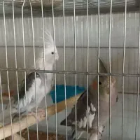 عروس هلندی مولد به شرط