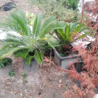 سیکاس گلدانی