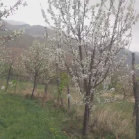 باغ-باغچه