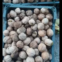 گردو|عمده‌فروشی|ثلاث باباجانی, |دیوار