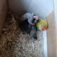 یک جفت طوطی برزیلی مولد