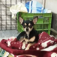 سگ شیواوا شیهواهوا نر اصیل|سگ|اصفهان, دشتستان|دیوار