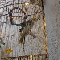 عروس هلندی نر