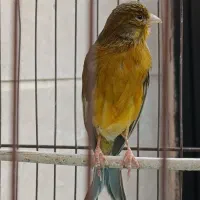 قناری ماده سبزشتری جفتی سهره گلبسر،گلبسرنرسینه سرخ