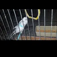 ۳ ماده جوان و ۲ نره جوان فوری فروش