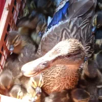 بچه مرغابی پروازی اصل