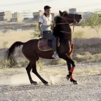 اسب|اسب و تجهیزات اسب‌سواری|تبریز, |دیوار