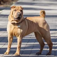 سگ حوله ای