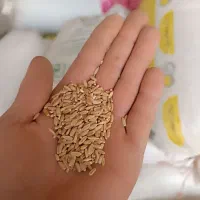 گندم بذری اذر2