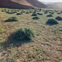 یونجه فروشی