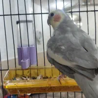 عروس هلندی