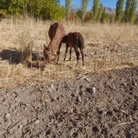 کره اسب فروشی یورفه