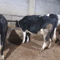 گاو شیری|حیوانات مزرعه|نوشین شهر, |دیوار