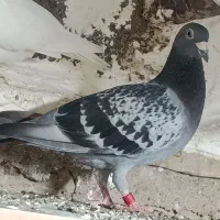 طوطی