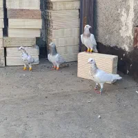 چند عدد ساره با رنگی همه جنگی فروشی