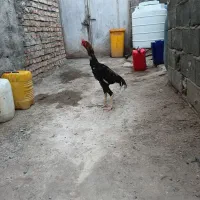 خروس اوشامو