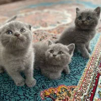 بریتیش بلو کیفیت بالا