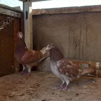 کفتر دوتا ماده انگلیسی|پرنده|ری, سرتخت|دیوار