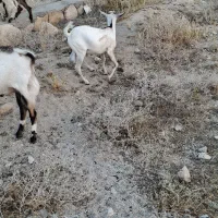 کهره  نر