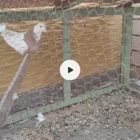 طوقی خرمایی ماده