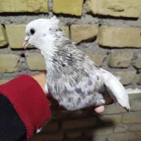 طوقی .کبوتر|پرنده|یاسوج, |دیوار