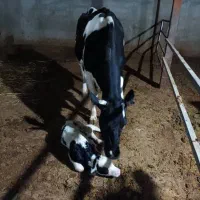 ماده گاو هلشتاین،شکم دوم سرحال با گوساله ماده شیری