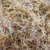 پودر جوانه گندم تازه|خوردنی و آشامیدنی|تهران, خلیج فارس|دیوار