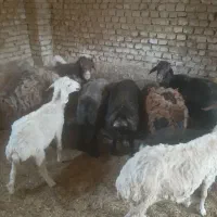 گوسفند|حیوانات مزرعه|اردکان, |دیوار