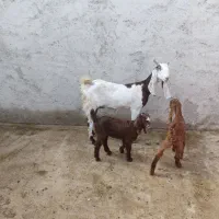 ۷تاسالار بز عتیقه با۱عدد چبش عتیقه