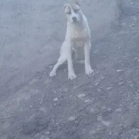توله افغان