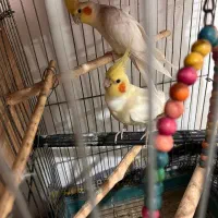 طوطی عروس جفت لوتینو چشم شرابی شش تخم