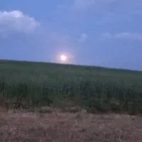 گندم آماده کاشت