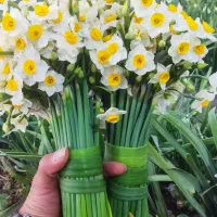 پخش گل نرگس لوکس درجه یک