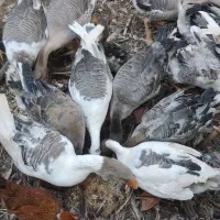 گله غاز تخمگذار