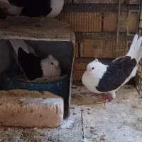 جفت دوکت سیاه بهبهانی کلکسیونی همچی تموم
