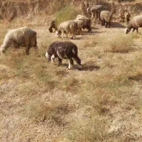 کوه امسال هر عزیزی خواست تماس،بگیره چاق چاق