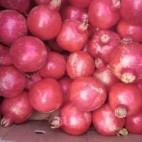 انار کوهمره سرخی|خوردنی و آشامیدنی|شیراز, کیان آباد|دیوار