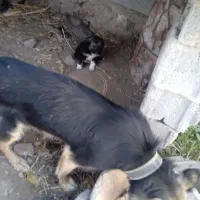 سگ گرگی با ی توله نر|سگ|مشگین شهر, |دیوار