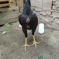 جوجه لاری اخرت نصل 2عدد