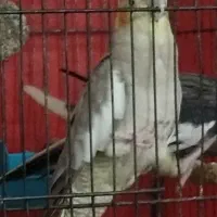 عروس هلندی