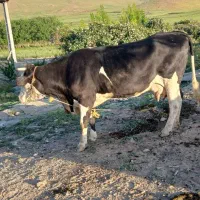 گاو داشتی  یا گوشتی